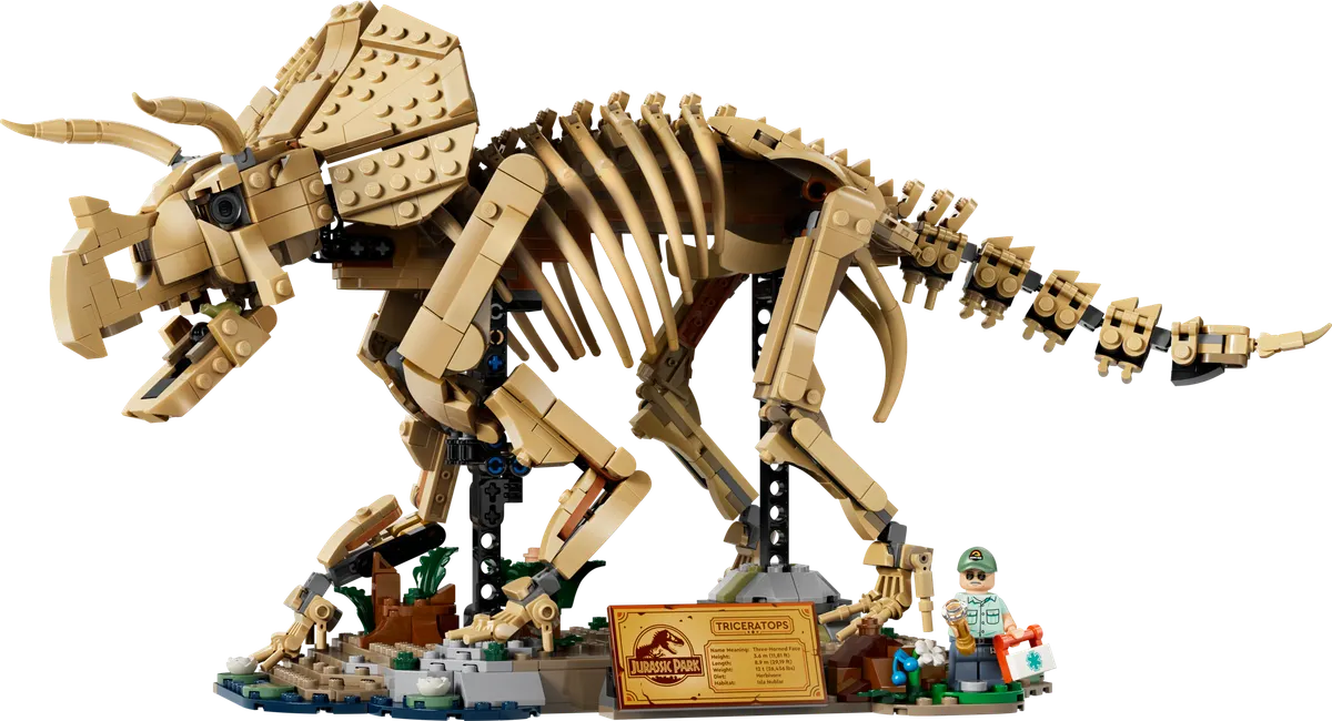 Dinosaur Fossils: Triceratops