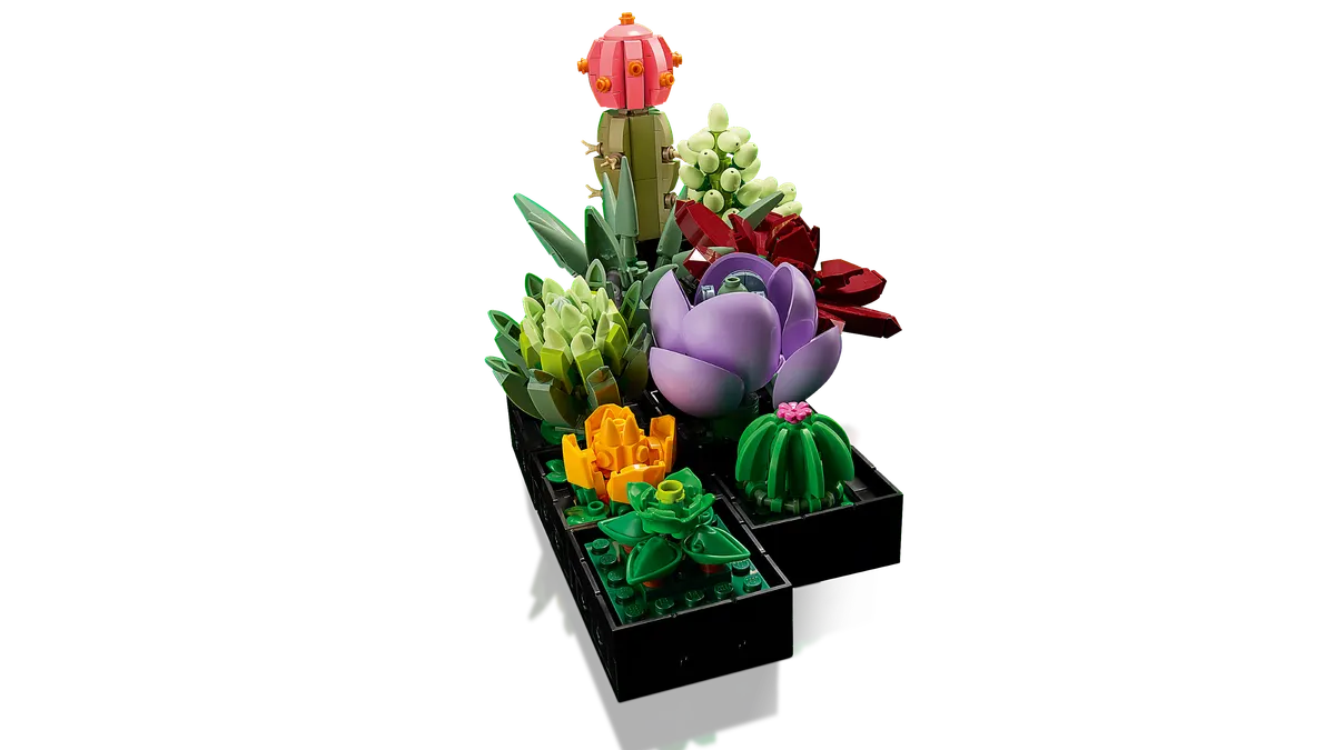 Succulents - Image 4