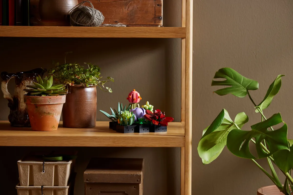 Succulents - Image 9
