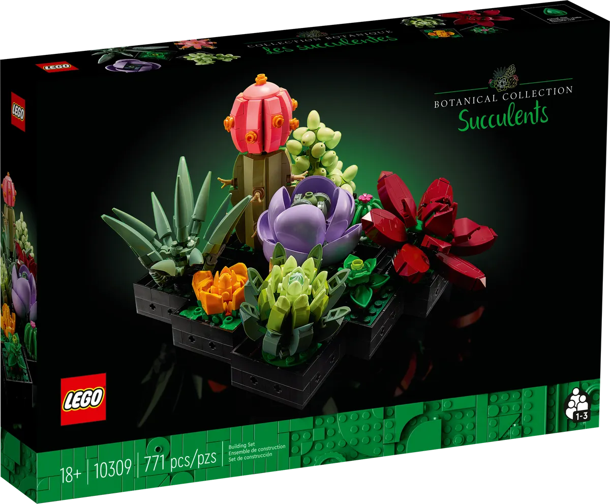 Succulents - Image 2