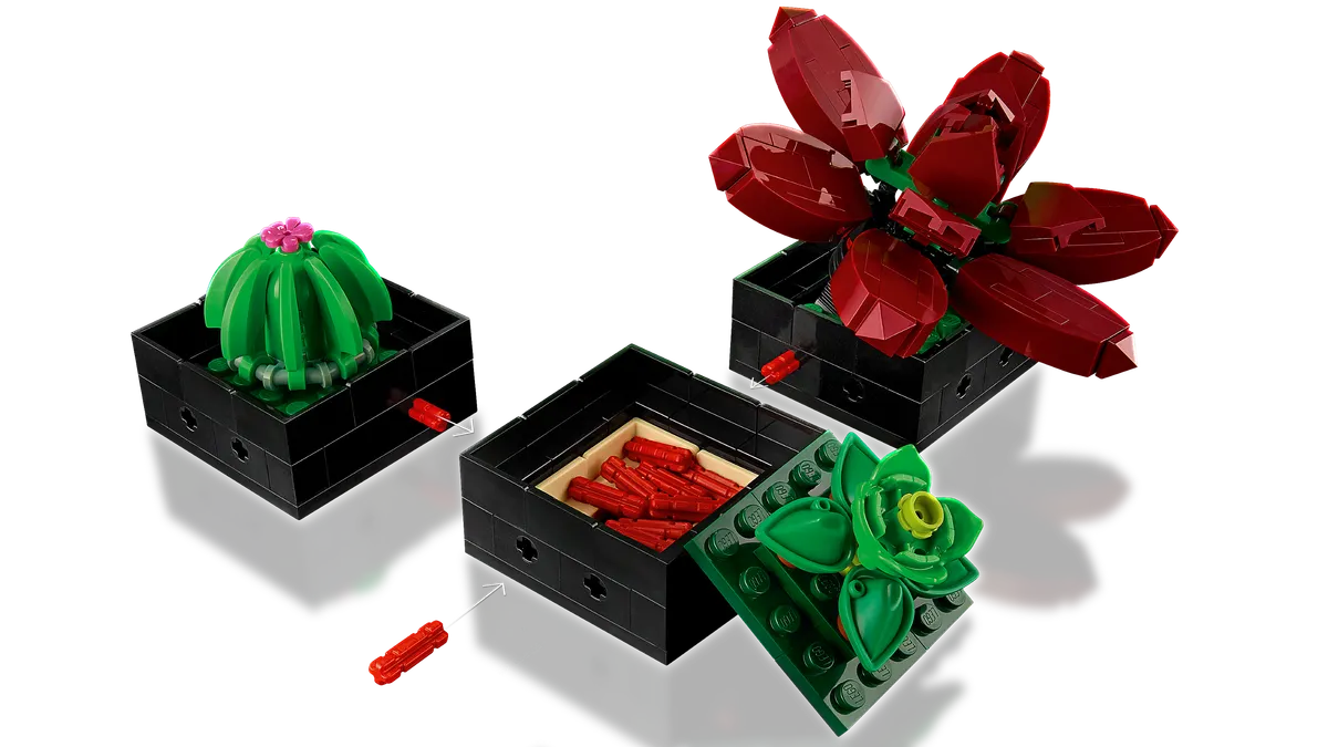 Succulents - Image 6