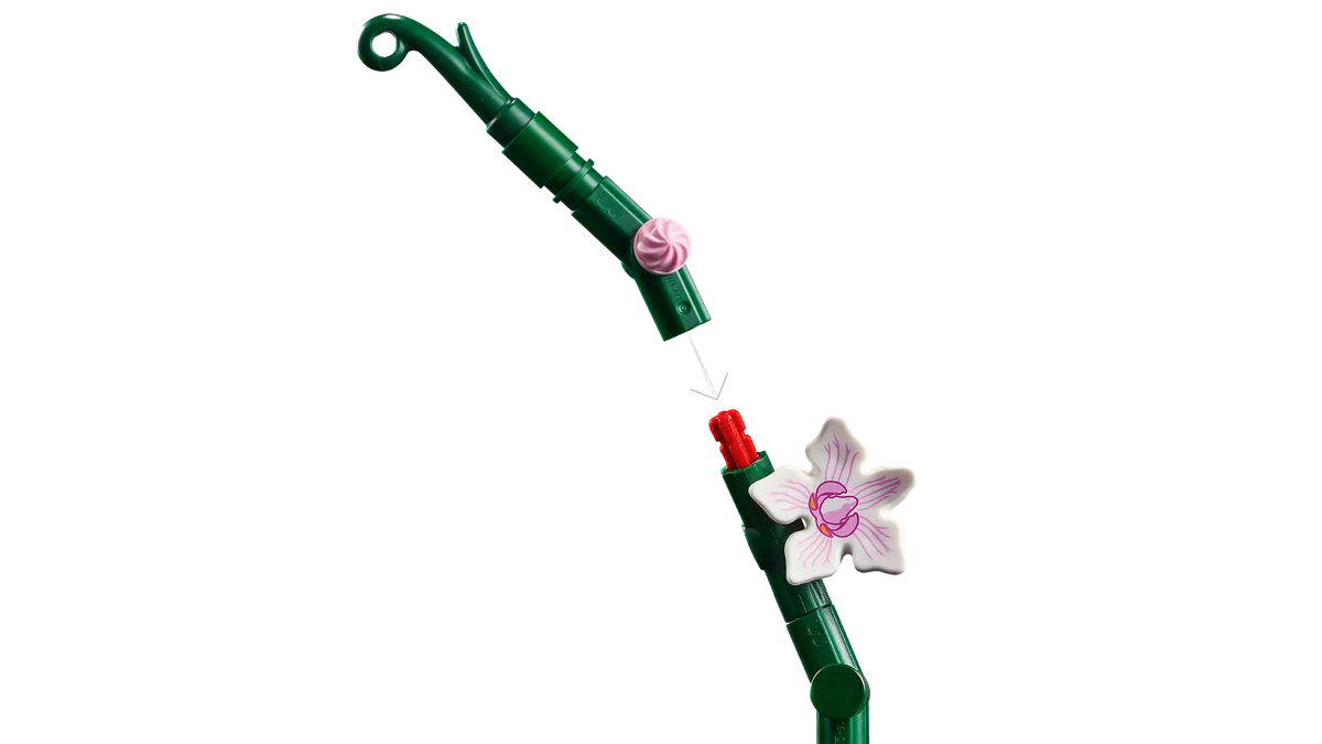 Orchid - Image 5