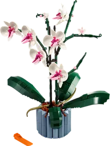 Orchid