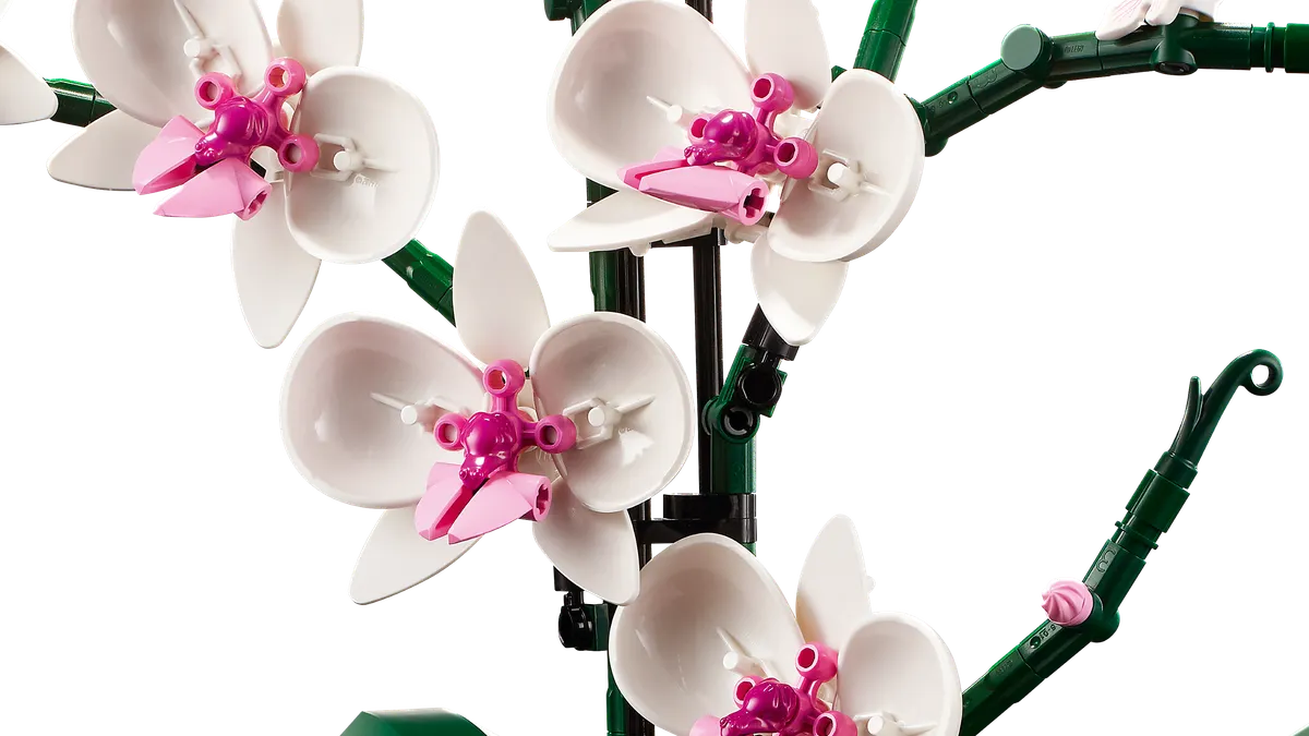 Orchid - Image 4