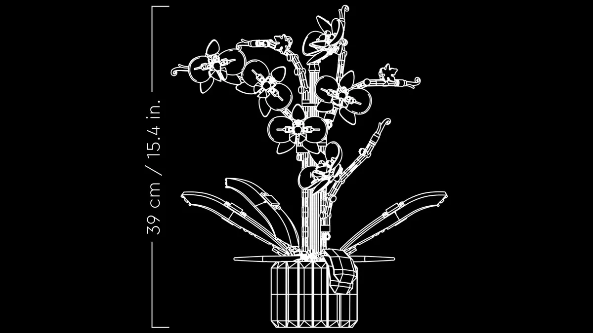 Orchid - Image 10