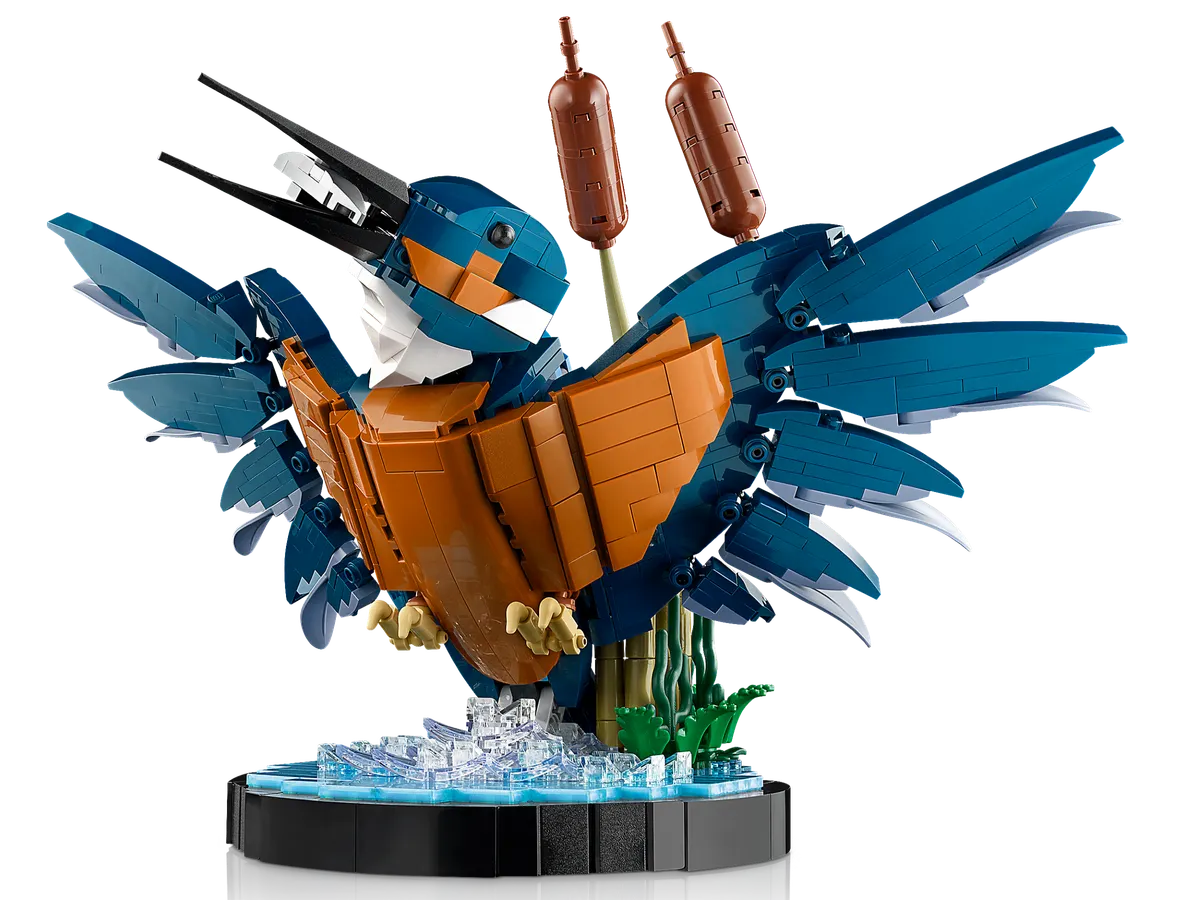 Kingfisher Bird - Image 4