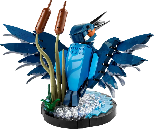 Kingfisher Bird