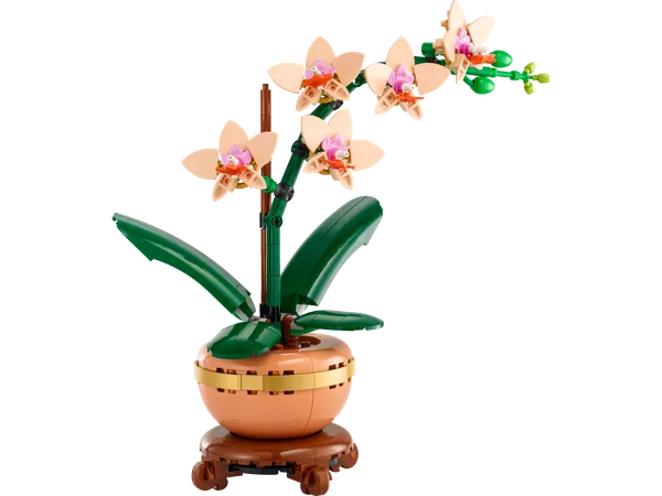 Mini Orchid