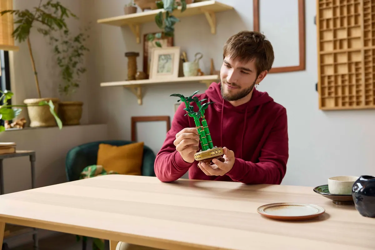 Lucky Bamboo - Image 5