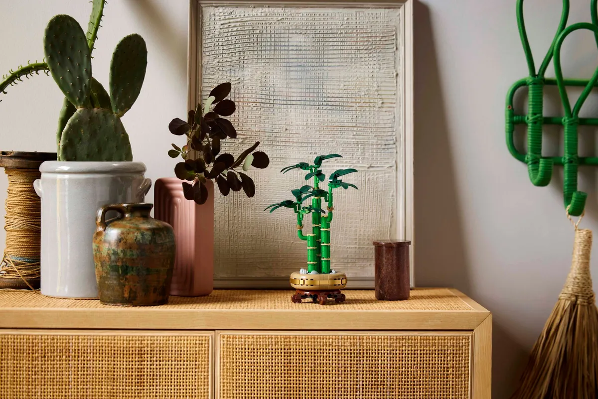 Lucky Bamboo - Image 6