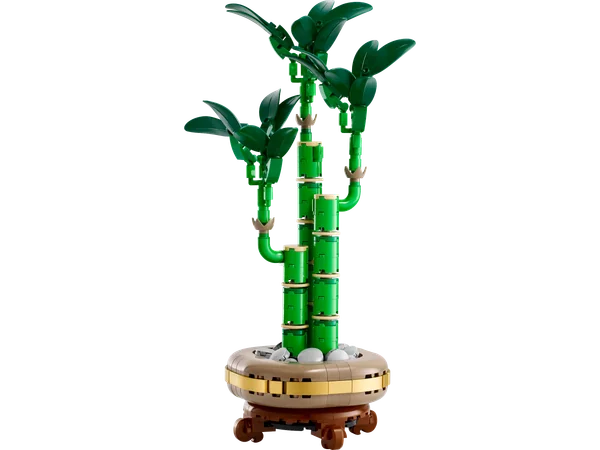 Lucky Bamboo