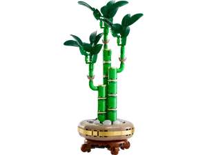 Lucky Bamboo