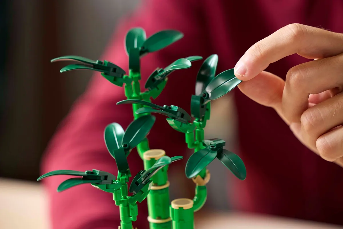 Lucky Bamboo - Image 4