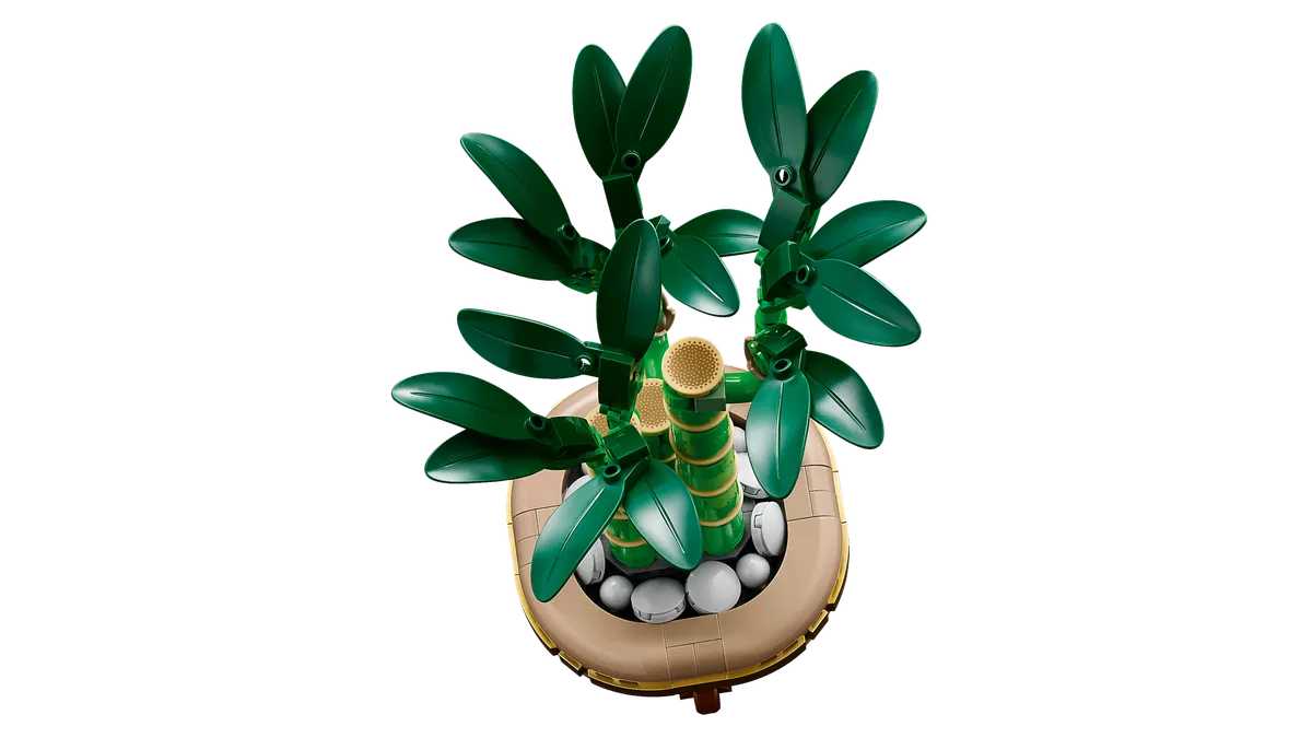 Lucky Bamboo - Image 8