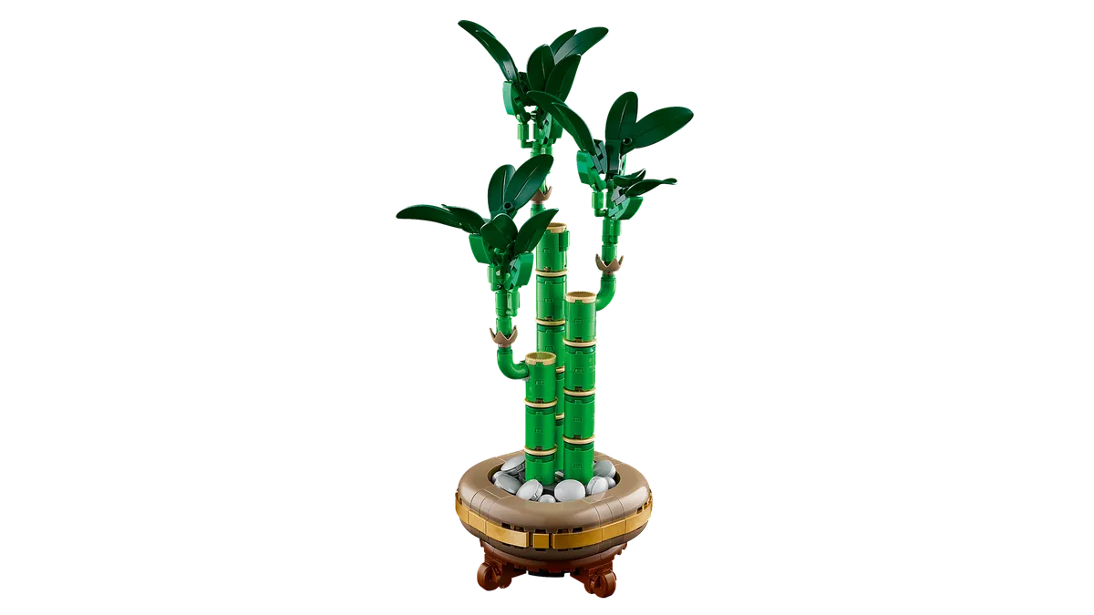 Lucky Bamboo - Image 9