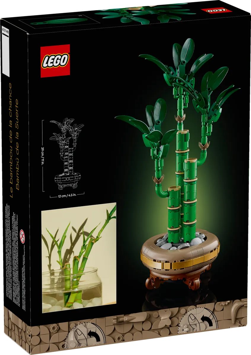 Lucky Bamboo - Image 7