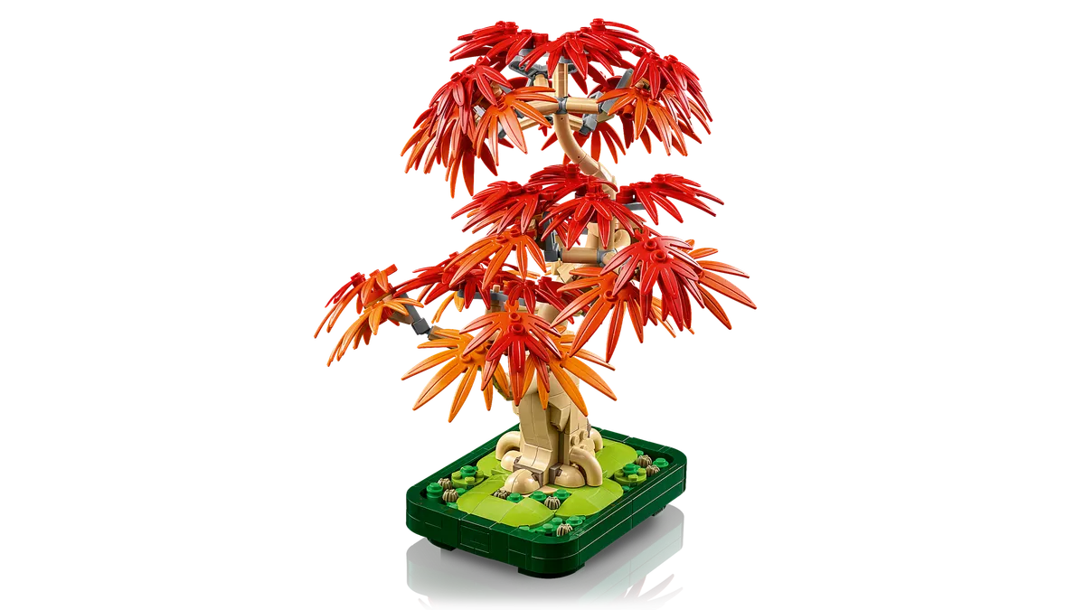 Japanese Red Maple Bonsai Tree - Image 12