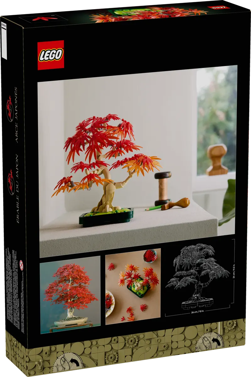 Japanese Red Maple Bonsai Tree - Image 11
