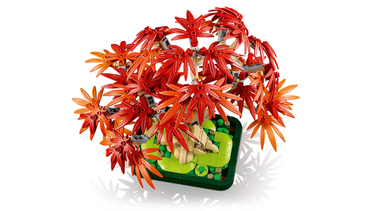 Japanese Red Maple Bonsai Tree - Image 13