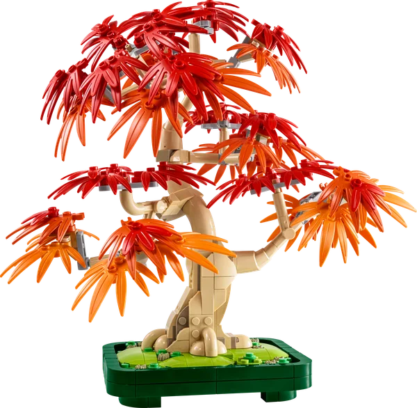Japanese Red Maple Bonsai Tree