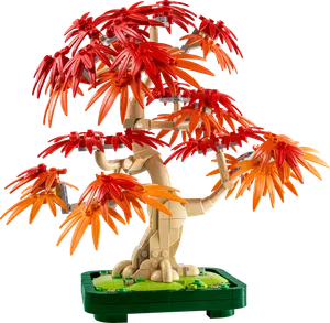 Japanese Red Maple Bonsai Tree