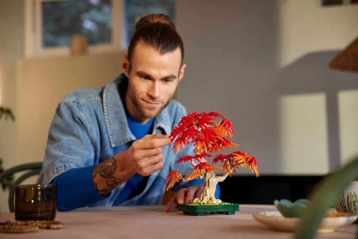 Japanese Red Maple Bonsai Tree - Image 7