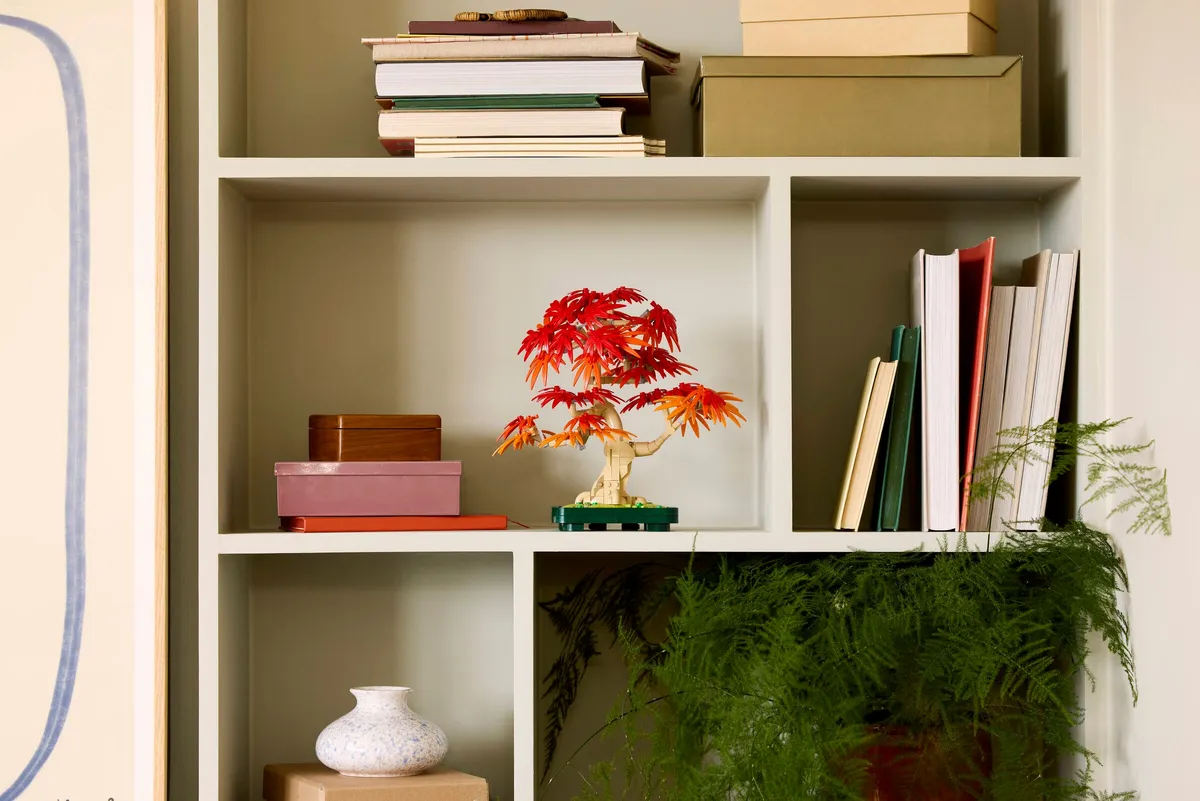 Japanese Red Maple Bonsai Tree - Image 9