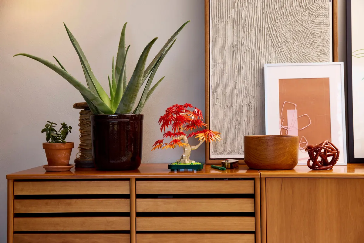 Japanese Red Maple Bonsai Tree - Image 10