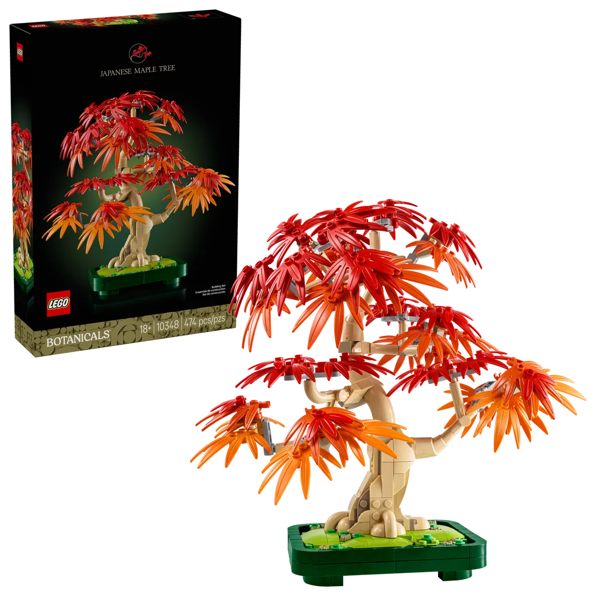 Japanese Red Maple Bonsai Tree - Image 2