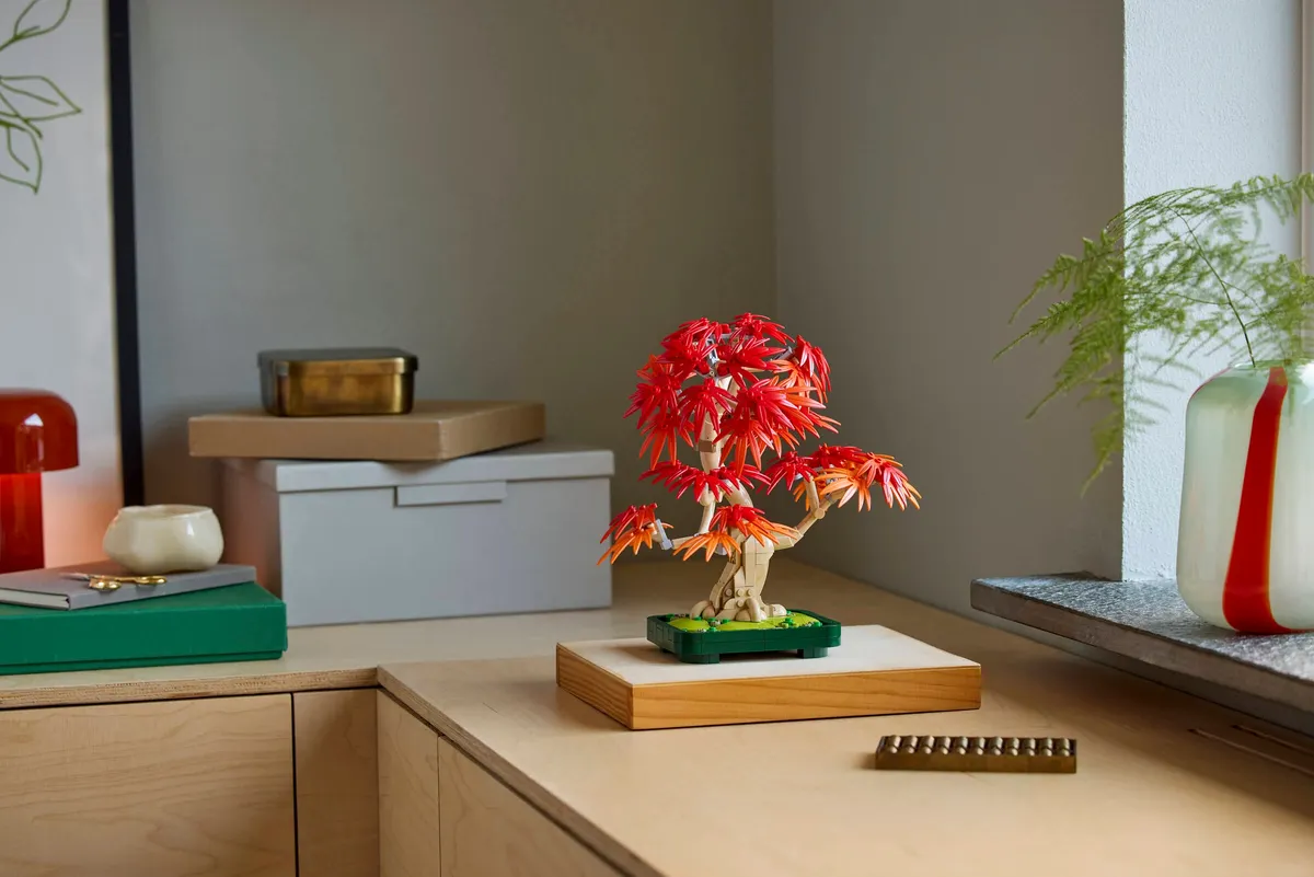 Japanese Red Maple Bonsai Tree - Image 8