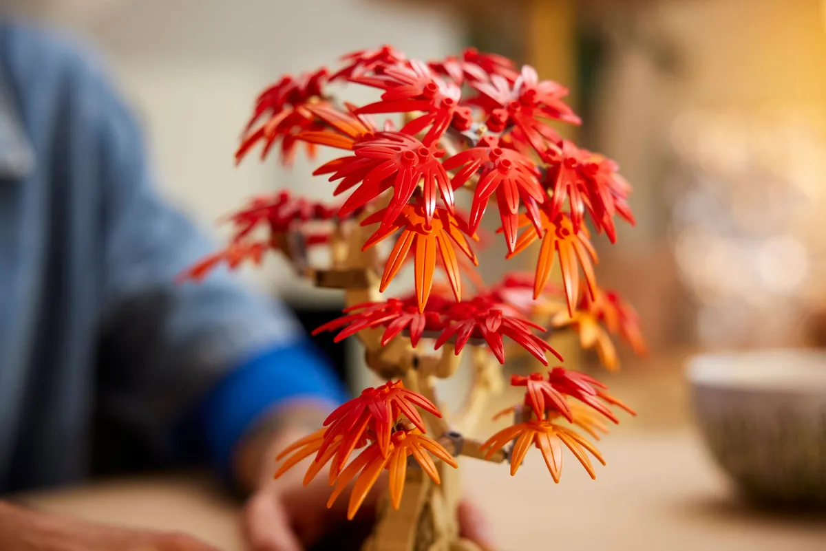 Japanese Red Maple Bonsai Tree - Image 5