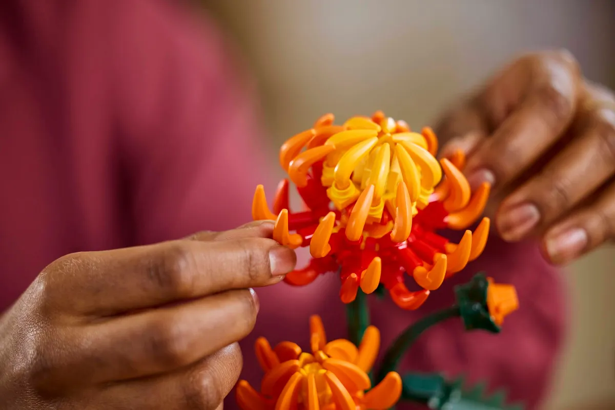 Chrysanthemum - Image 4