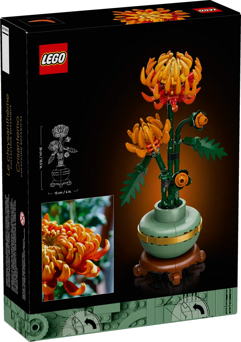 Chrysanthemum - Image 7
