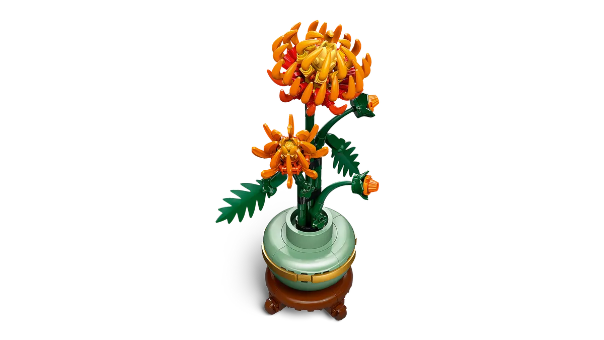 Chrysanthemum - Image 8