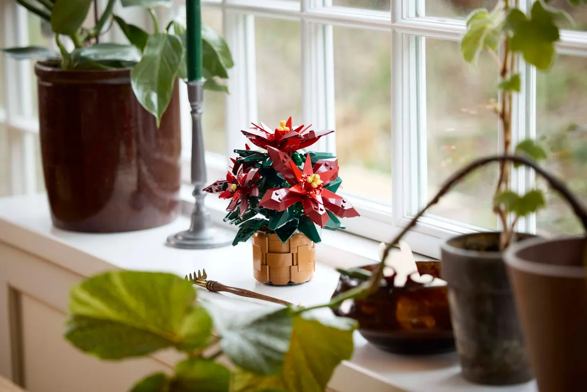 Poinsettia - Image 5
