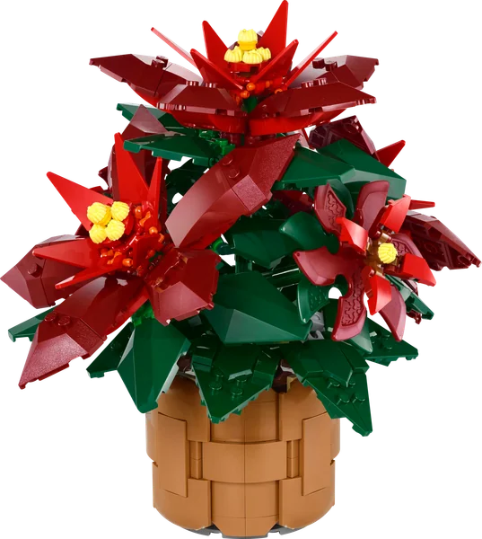 Poinsettia