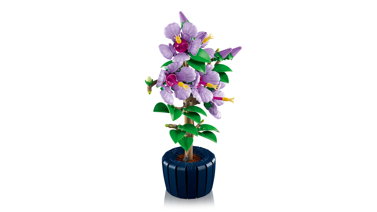 Hibiscus - Image 11