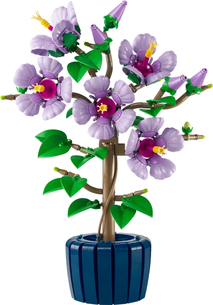 Hibiscus
