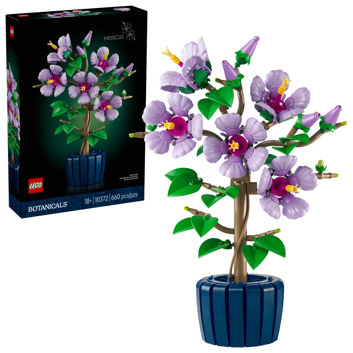 Hibiscus - Image 2
