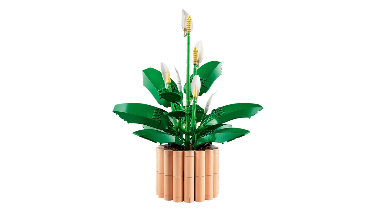 Peace Lily - Image 13