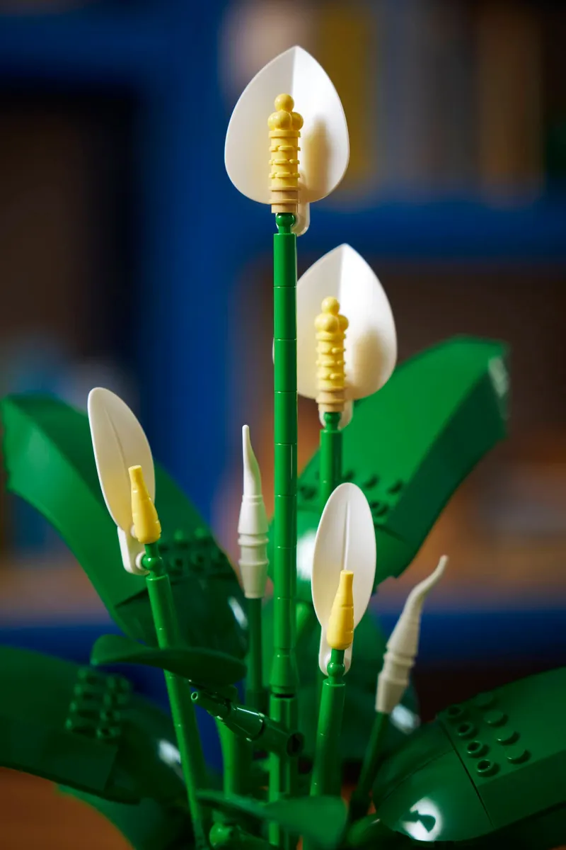 Peace Lily - Image 4