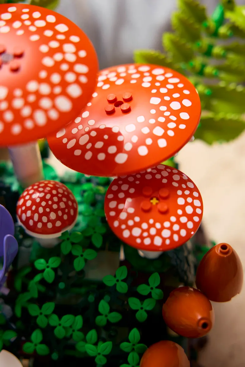 Woodland Mushrooms - Image 12