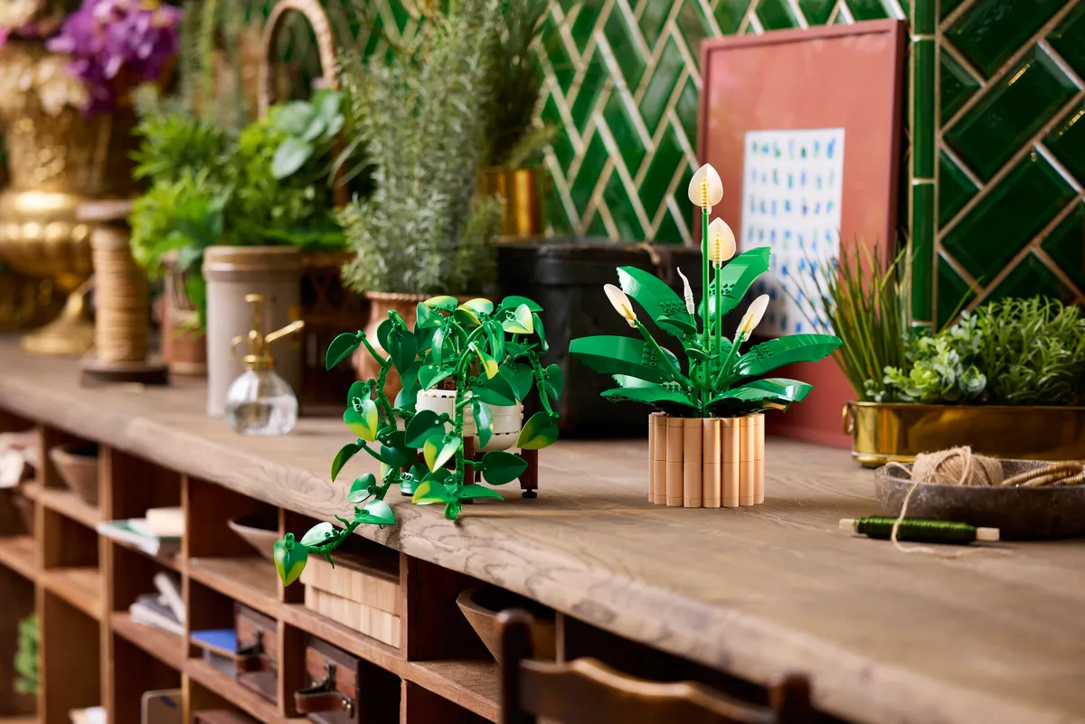 Hanging Golden Pothos - Image 6
