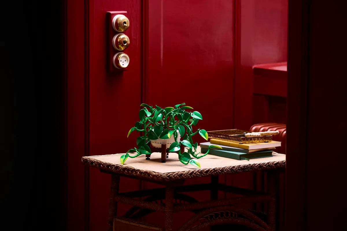 Hanging Golden Pothos - Image 14