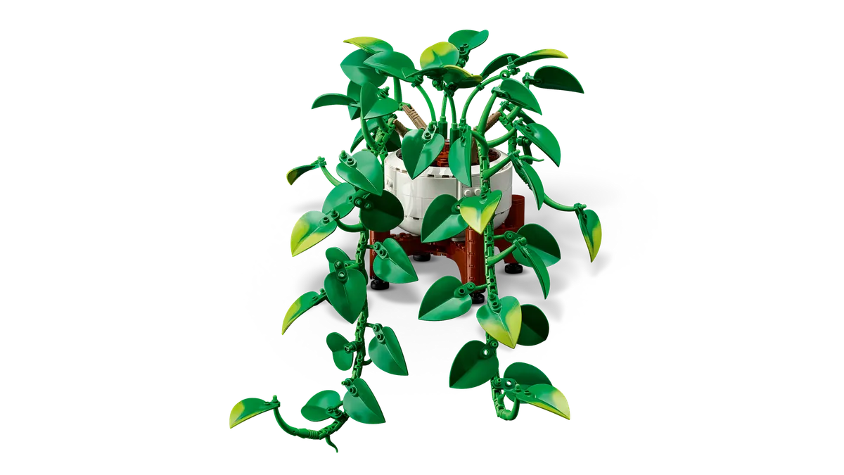 Hanging Golden Pothos - Image 4