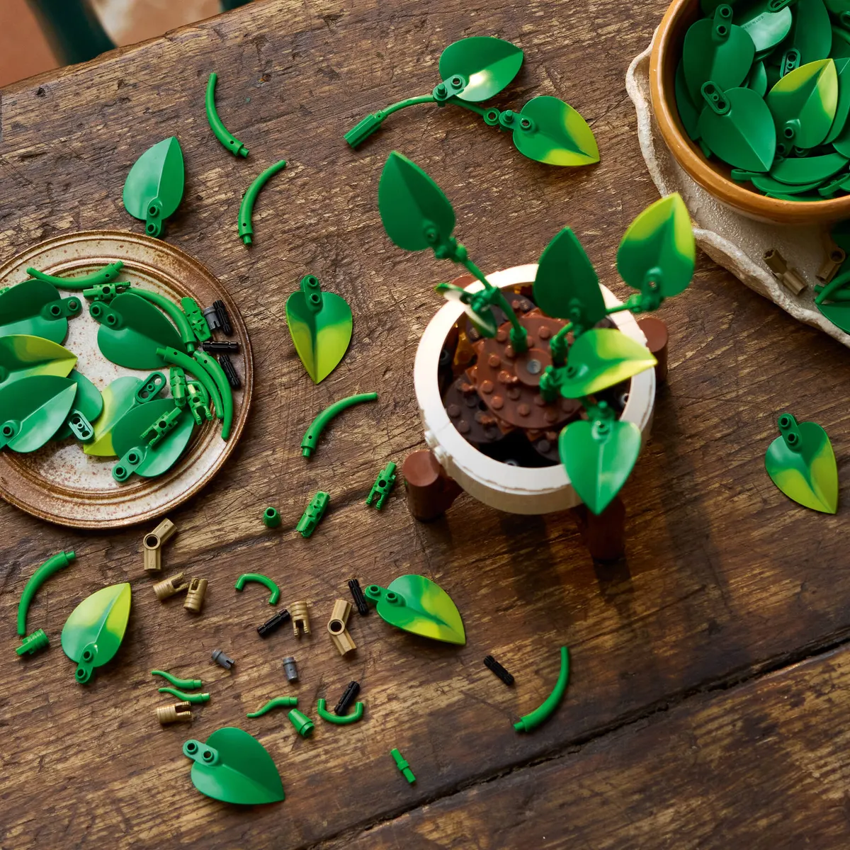 Hanging Golden Pothos - Image 11