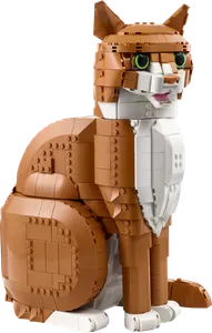 Orange Cat