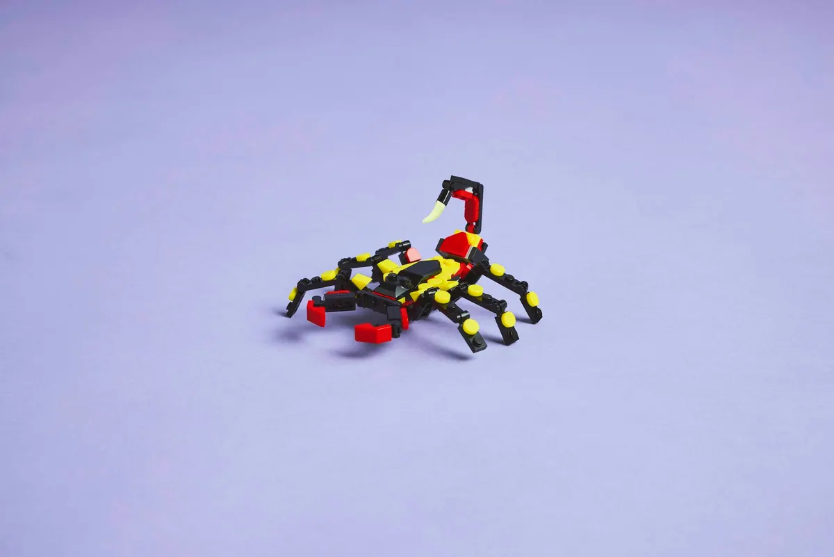 Wild Animals: Surprising Spider - Image 4