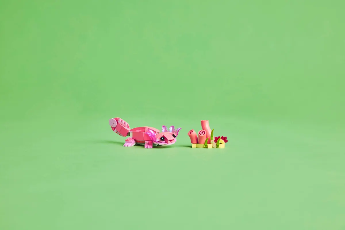 Wild Animals: Pink Flamingo - Image 6