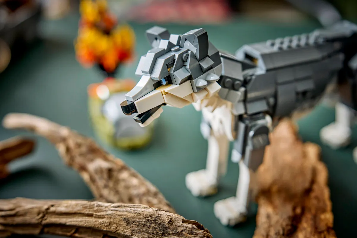 Forest Animals: Gray Wolf - Image 13